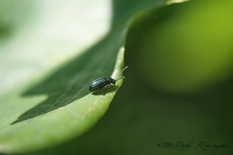 Mi presento con Netocia cuprea, Altica sp. e Lachnaia italica ...